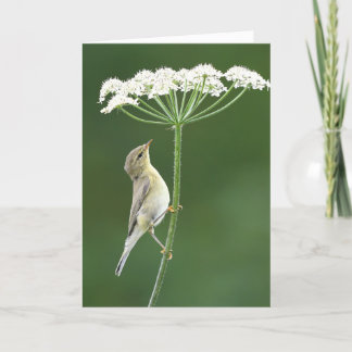 Willow warbler kort