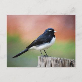 Willy Wagtail - Australian Bird Art Vykort