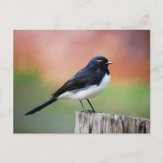 Willy Wagtail - Australian Bird Art Vykort (Framsida)