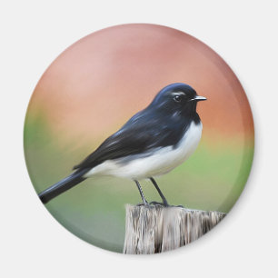 Willy Wagtail - australiensisk fågelkonst Magnet