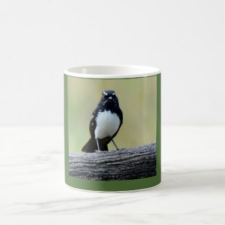 WILLY WAGTAIL LANTLIGA QUEENSLAND AUSTRALIEN KAFFEMUGG