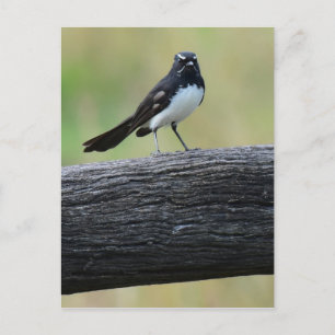 WILLY WAGTAIL PÅ STAKET QUEENSLAND AUSTRALIEN VYKORT