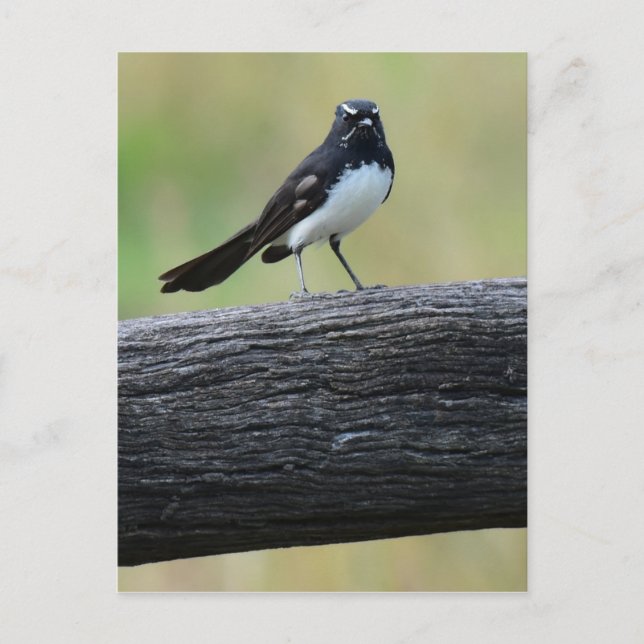 WILLY WAGTAIL PÅ STAKET QUEENSLAND AUSTRALIEN VYKORT (Framsida)