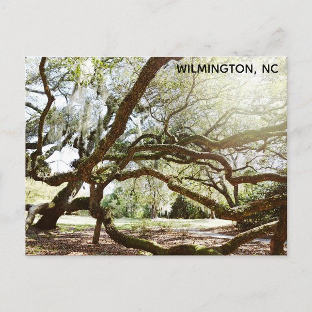 Wilmington North Carolina Airlie Gardens Live Oak Vykort (Framsida)