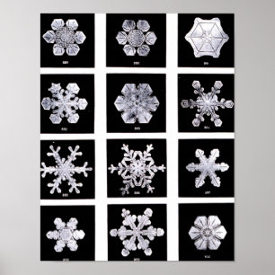 Wilson Bentley Snöflingor Poster