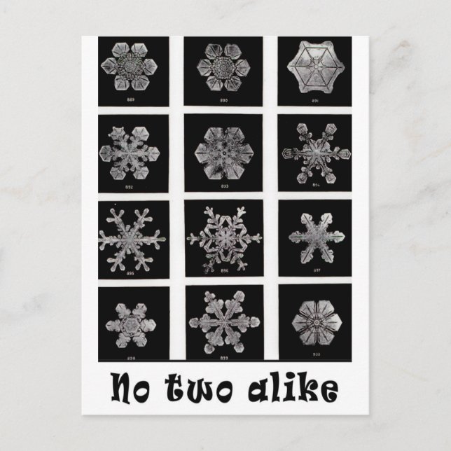 Wilson Bentleys Snöflingor, 1902 Vykort (Framsida)