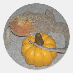 Wilson den skäggagamen runt klistermärke