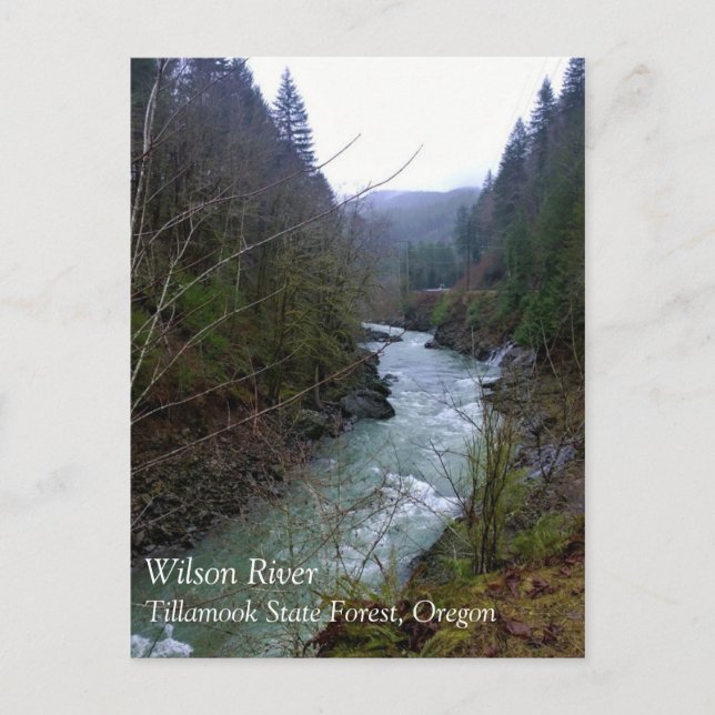 Wilson River, OR Vykort (Framsida)