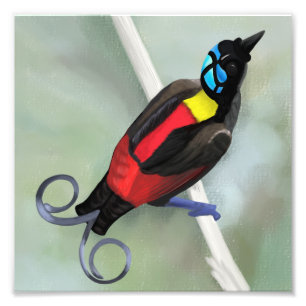 Wilsons Bird of Paradise Vilda djur ature Print Fototryck