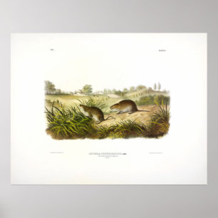 Wilson's Meadow Mouse (Meadow Vole) av Audubon Poster