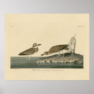 Wilson's Plover från Audubon's Birds of America Poster