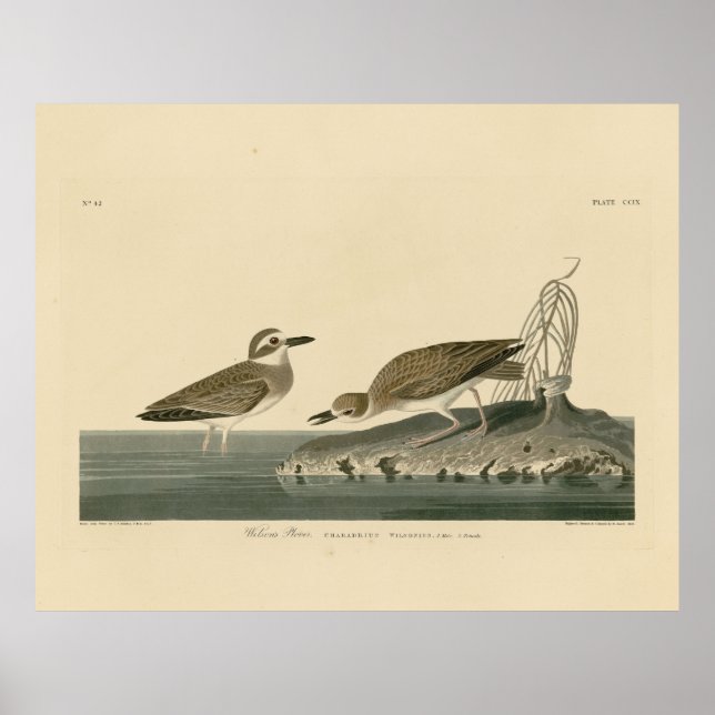 Wilson's Plover från Audubon's Birds of America Poster (Framsidan)