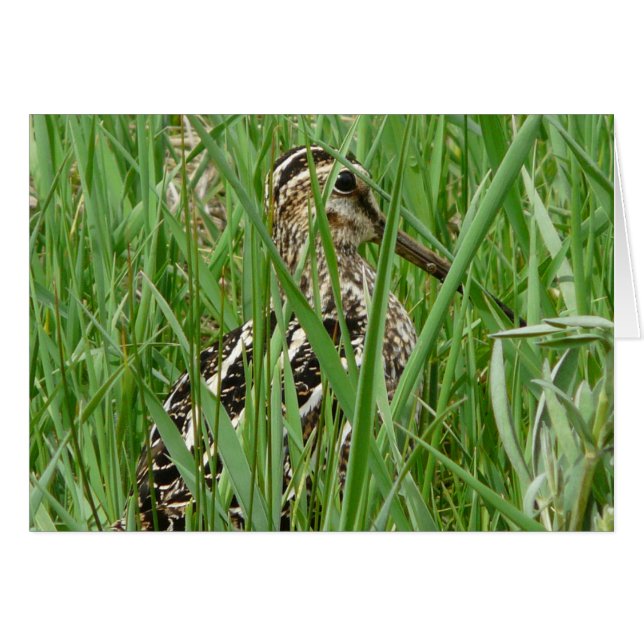 Wilsons Snipe Hälsningskort (Framsidan Horizontal)