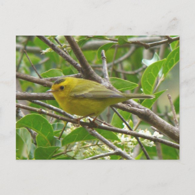 Wilson's Warbler 1 vykort (Framsida)