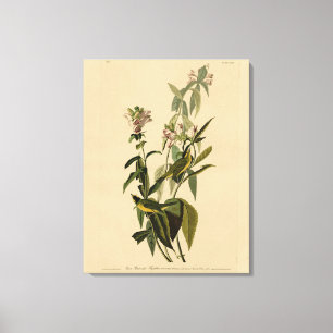 Wilson's Warbler från Audubon's Birds of America Canvastryck