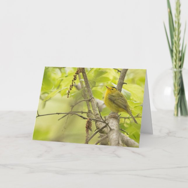 Wilsons Warbler in Spring Tree Blank Note Card Kort (Framsida)