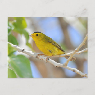Wilson's Warbler Photo Postcard Vykort