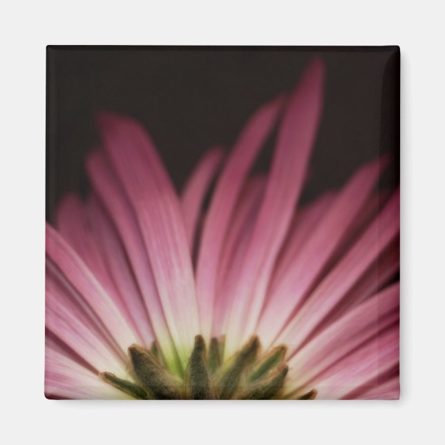 Wilted Lila Daisy Magnet (Framsidan)