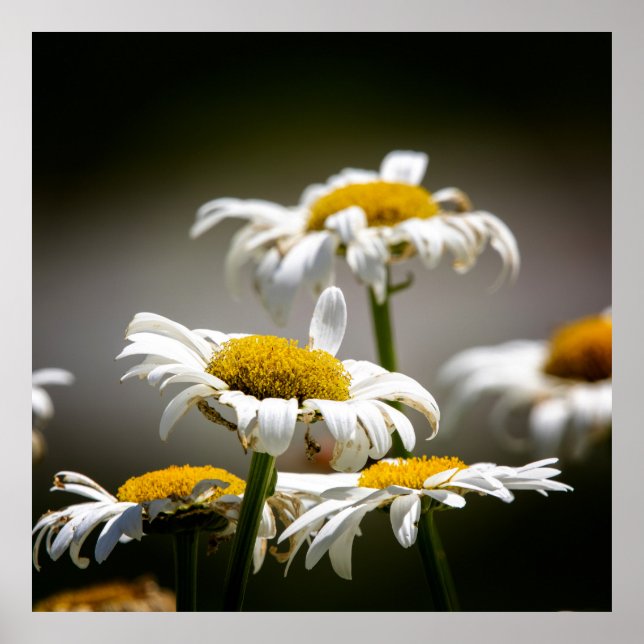 Wilted Poster (Framsidan)