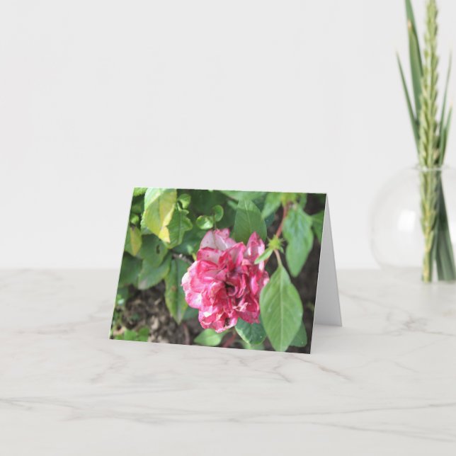 Wilted Ro i Garden Helgkort (Framsida)