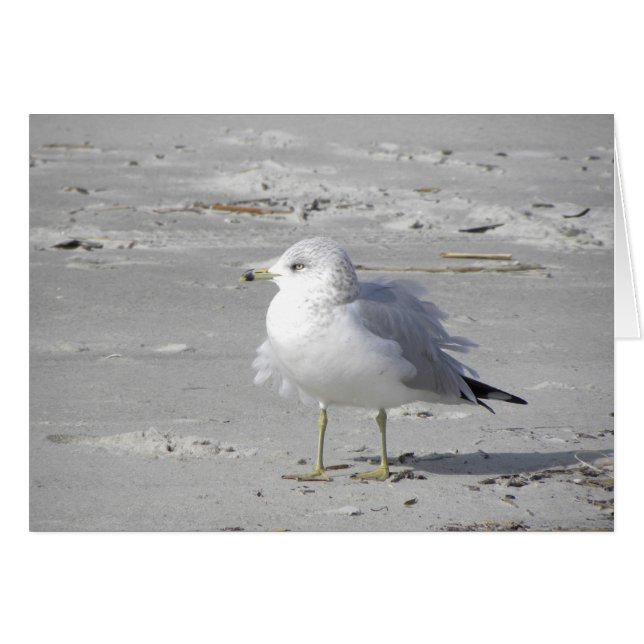 Windblown fiskmås-kort hälsningskort (Framsidan Horizontal)