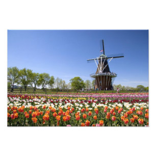 Windmill Island-parken med tulpaner i blom under Fototryck