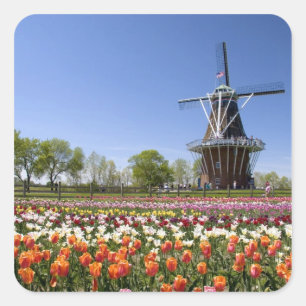 Windmill Island-parken med tulpaner i blom under Fyrkantigt Klistermärke