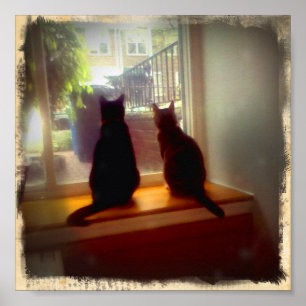 Windows Gazing Kattunge Poster
