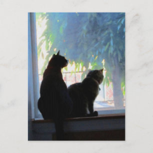 Windows Gazing Kattunge Vykort