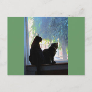 Windows Gazing Kattunge Vykort