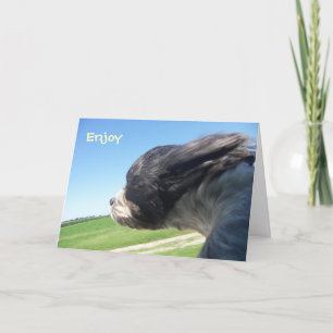 Windswept-hund-födelsedagskort Kort