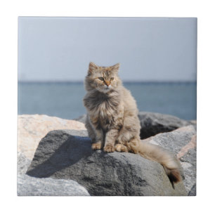Windswept katt på sjösidan kakelplatta