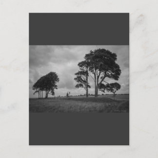 Windswept Träd Vykort