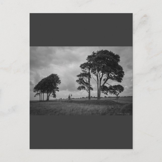 Windswept Träd Vykort (Framsida)