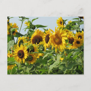 Windy Sunblommor Vykort