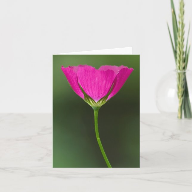 Winecup vildblomma Notecards Kort (Framsida)