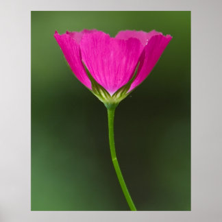 Winecup Wildblomma Poster