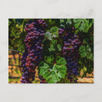 Winery Grapevine sony tuscany vineyard druvor