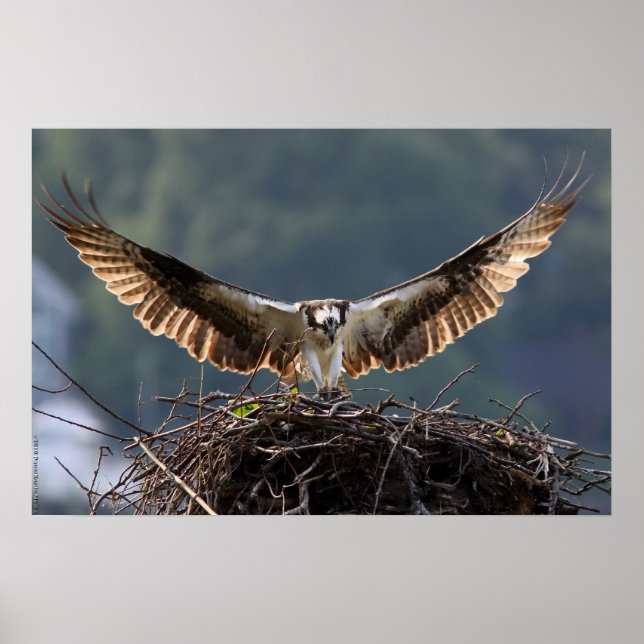 Wingspan Poster (Framsidan)