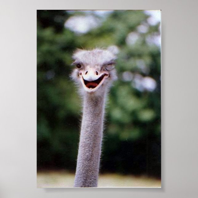 Wink Wink Poster (Framsidan)