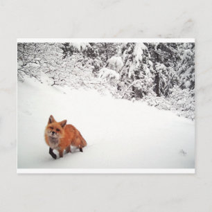 Winking Fox Vykort