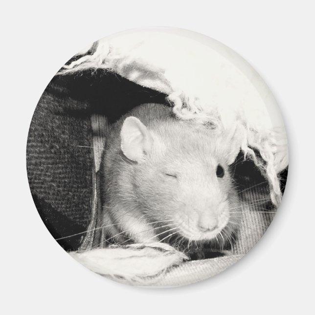 Winking Råtta Magnet (Framsidan)