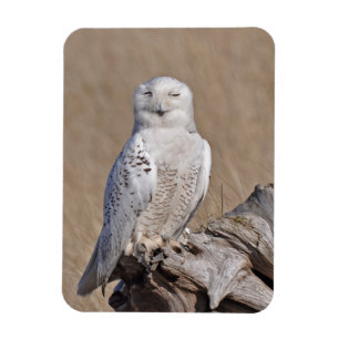Winking Snowy Uggla Magnet