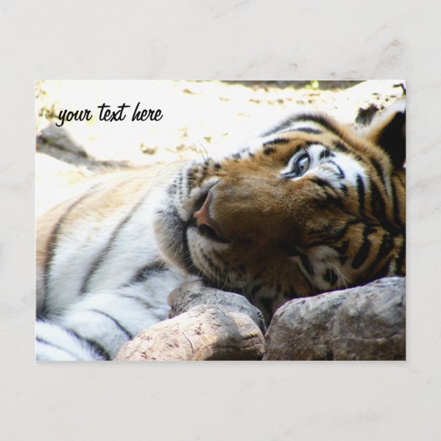 Winking Tiger Vykort (Framsida)