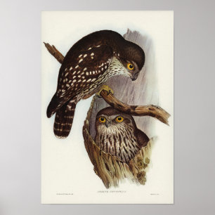 Winking Uggla av Elizabeth Gould Poster