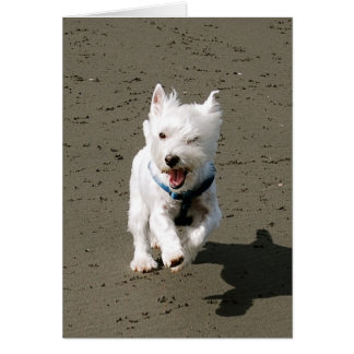 Winking Westie Hälsningskort