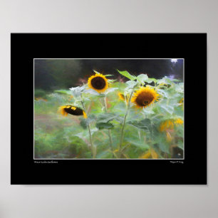 Winsor Garden Sunblommor Poster