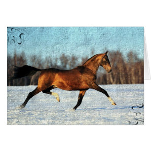 Winter Akhal-teke OBS Kort