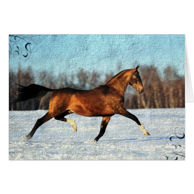 Winter Akhal-teke OBS Kort (Framsidan Horizontal)