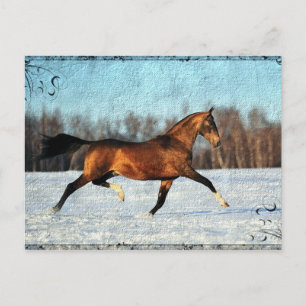Winter Akhal-teke Vykort
